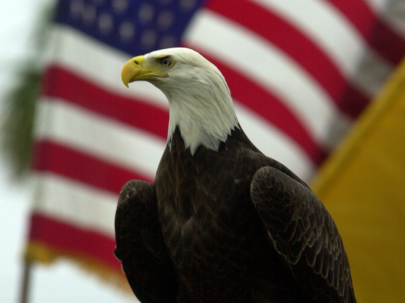 Bald eagles have symbolized America since 1782. But they're not officially designated the national bird — yet.