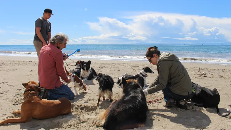 Getting a dog during quarantine led to specific behavioral and emotional issues, most notably separation anxiety and a lack of socialization.