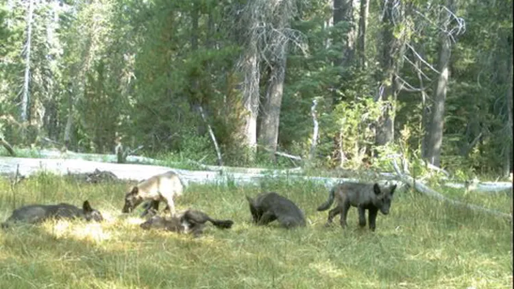 State wildlife officials say more than 70 gray wolves could be in California – up from 44 last year — and new packs exist. But their future is uncertain.